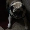 pugmom255